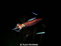 Inshore arrow squid feeding during a night dive by Ryan Marchese 